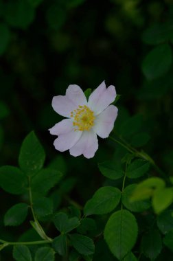 Doğada yetişen gül goncaları, doğada yetişen yabani güller, yakın mesafede, pastel yapraklar.