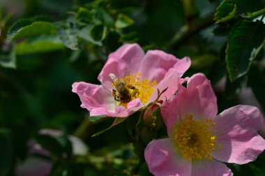 Köpek gülü ve arı, çalışan arı makrosu yakın çekim, Rosa canina, arı poleni