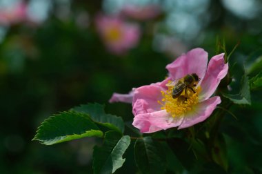 Dog rose and the bee, working bee macro close up, rosa canina, bee pollinating clipart