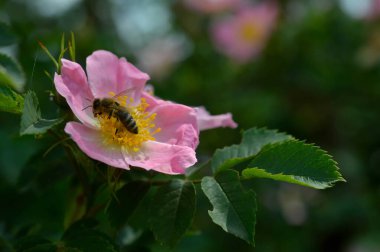 Köpek gülü ve arı, çalışan arı makrosu yakın çekim, Rosa canina, arı poleni