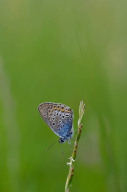 Lycaenidae kelebeği doğada bir bitkiye yakın, küçük kelebek mavi gövdeli kahverengi ve gri kanatlı benekli