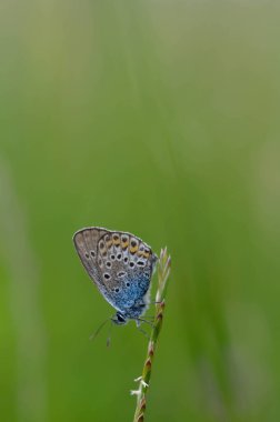 Lycaenidae kelebeği doğada bir bitkiye yakın, küçük kelebek mavi gövdeli kahverengi ve gri kanatlı benekli