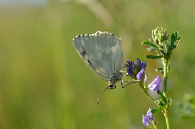 Mermer beyaz, siyah beyaz kelebek vahşi doğada, mor bir çiçekte makro kapalı kanatlar, beyaz güve