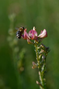 Arı doğada pembe bir kır çiçeğinin üzerinde çalışıyor. Yaklaş, tozlaş, bir tarlada.