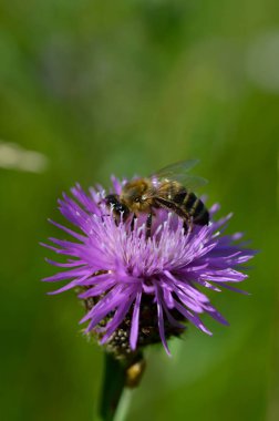 Mor dikenli bir planda arı. Yaklaş, makro. Mor bir kır çiçeğinin üzerinde arı.