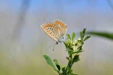 Bitkinin üzerinde kahverengi argus kelebeği. Turuncu ve siyah benekli kahverengi küçük kelebek ve bir bitkinin üzerinde mavi vücut. Doğal arkaplan.