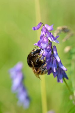Mavi bir çalı kovanında yaban arısı yakın plan, doğada bir tarlada.