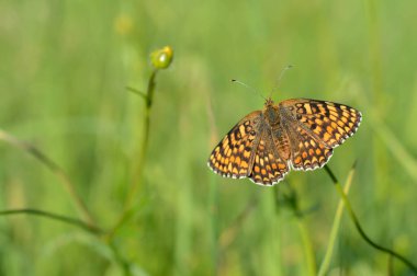 Boloria dia, Weaver 'ın Fritillary Butterly makrosu. Doğada doğal arka planda klonlanmış bakır kelebek. Turuncu ve siyah kanatlar açık.