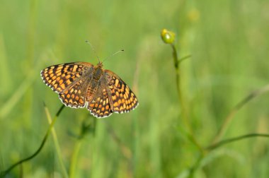 Boloria dia, Weaver 'ın Fritillary Butterly makrosu. Doğada doğal arka planda klonlanmış bakır kelebek. Turuncu ve siyah kanatlar açık.