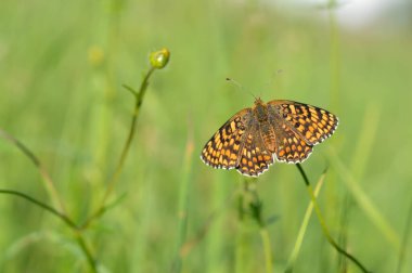 Boloria dia, Weaver 'ın Fritillary Butterly makrosu. Doğada doğal arka planda klonlanmış bakır kelebek. Turuncu ve siyah kanatlar açık.