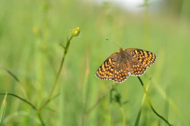 Boloria dia, Weaver 'ın Fritillary Butterly makrosu. Doğada doğal arka planda klonlanmış bakır kelebek. Turuncu ve siyah kanatlar açık.