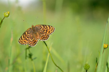 Boloria dia, Weaver 'ın Fritillary Butterly makrosu. Doğada doğal arka planda klonlanmış bakır kelebek. Turuncu ve siyah kanatlar açık.