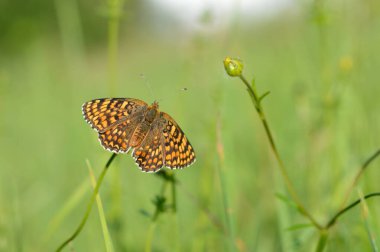 Boloria dia, Weaver 'ın Fritillary Butterly makrosu. Doğada doğal arka planda klonlanmış bakır kelebek. Turuncu ve siyah kanatlar açık.