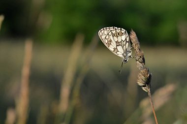 Mermer beyaz, siyah ve beyaz kelebek vahşi doğada, bir bitkinin üzerinde, yakın plan, makro, kapalı kanatlar, doğal arka plan.