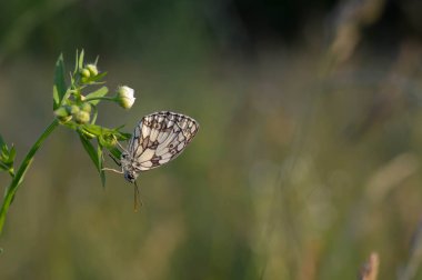 Mermer beyaz, siyah ve beyaz kelebek vahşi doğada, bir bitkinin üzerinde, yakın plan, makro, kapalı kanatlar, doğal arka plan.