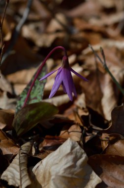 Eritranyum mağaraları, köpek dişi menekşeleri, ilkbaharın başlarında ormanda pembe kır çiçekleri, makro detaylar.