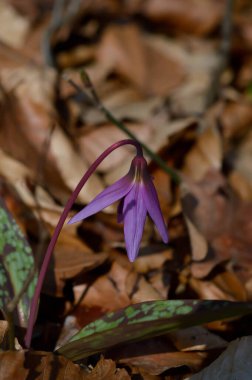 Eritranyum mağaraları, köpek dişi menekşeleri, ilkbaharın başlarında ormanda pembe kır çiçekleri, makro detaylar.