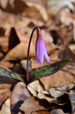 Eritranyum mağaraları, köpek dişi menekşeleri, ilkbaharın başlarında ormanda pembe kır çiçekleri, makro detaylar.