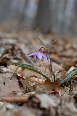 Eritranyum mağaraları, köpek dişi menekşeleri, ilkbaharın başlarında ormanda pembe kır çiçekleri, makro detaylar.