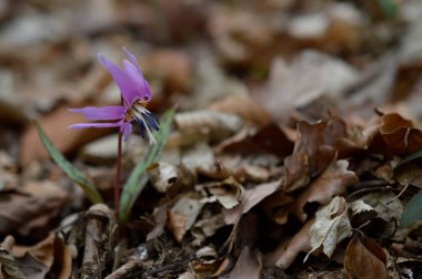Eritranyum mağaraları, köpek dişi menekşeleri, ilkbaharın başlarında ormanda pembe kır çiçekleri, makro detaylar.