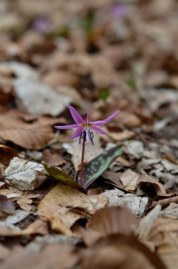 Eritranyum mağaraları, köpek dişi menekşeleri, ilkbaharın başlarında ormanda pembe kır çiçekleri, makro detaylar.