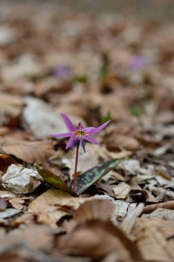 Eritranyum mağaraları, köpek dişi menekşeleri, ilkbaharın başlarında ormanda pembe kır çiçekleri, makro detaylar.