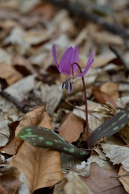Eritranyum mağaraları, köpek dişi menekşeleri, ilkbaharın başlarında ormanda pembe kır çiçekleri, makro detaylar.