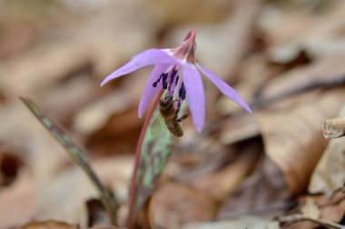 Bir köpeğin dişindeki arı menekşesi kır çiçeği doğada açar, makro fotoğrafçılığı kapatır, ilkbaharın başlarında ormanda pembe kır çiçeği, arı tozlaşır..
