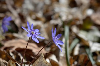 Anemon hepatikası, küçük ilkbahar mor kır çiçeği, mavi ilkbahar çiçeği ormanda kapanıyor, arka planda yapraklar.
