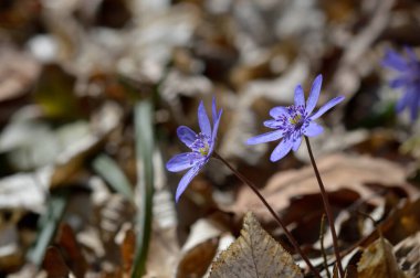 Anemon hepatikası, küçük ilkbahar mor kır çiçeği, mavi ilkbahar çiçeği ormanda kapanıyor, arka planda yapraklar.