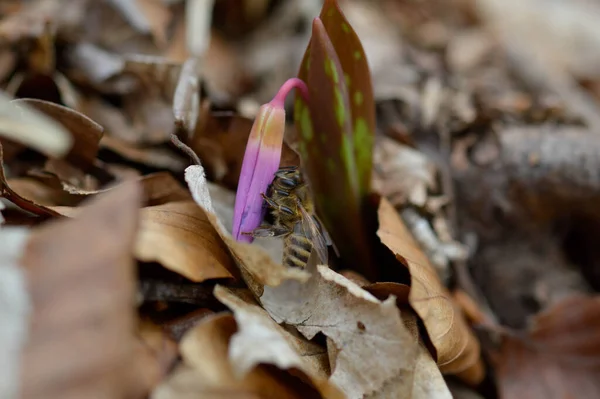 Abeja Diente Perro Flor Silvestre Violeta Naturaleza Cerca Macrofotografía Principios — Foto de Stock