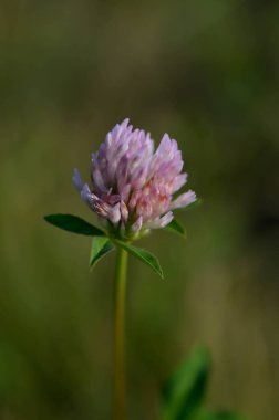 Doğada kırmızı yonca çiçeği, Makro, dikey doğa fotoğrafçılığı, doğada ilkbahar çiçeği