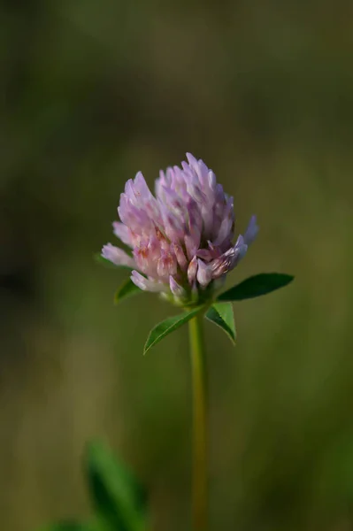 Rotklee Der Natur Aus Nächster Nähe Makro Vertikale Naturfotografie Frühlingsblume — Stockfoto