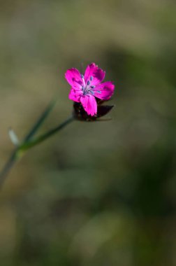 Vahşi karanfil çiçeği doğada, çiçeğin başını kapat.