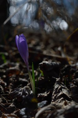 Mor krokus çiçekleri, yeşil bir çayırda Colchicum. Bahar ya da sonbahar çiçekleri doğada açar..