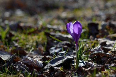 Mor krokus çiçekleri, yeşil bir çayırda Colchicum. Bahar ya da sonbahar çiçekleri doğada açar..