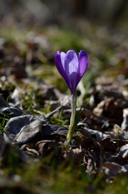 Mor krokus çiçekleri, yeşil bir çayırda Colchicum. Bahar ya da sonbahar çiçekleri doğada açar..