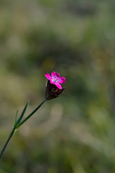 Oeillet Sauvage Fleur Dans Nature Gros Plan Fleur Tête — Photo