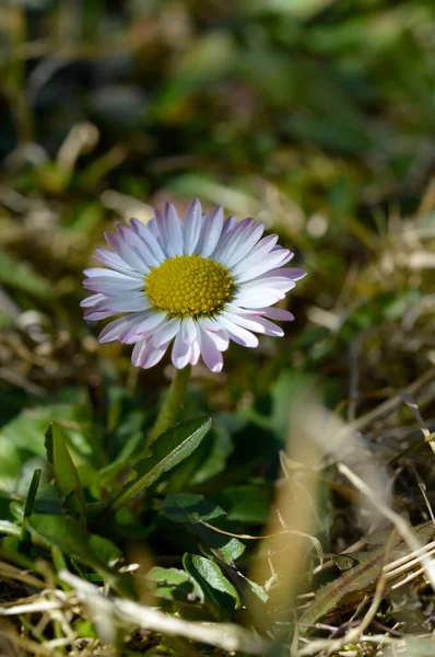 Vanlig Tusensköna Blomma Naturen Närbild Blomma Huvud Liten Rosa Vit — Stockfoto