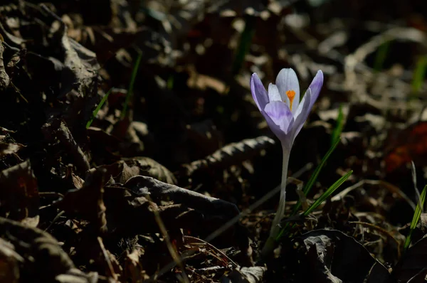 Fioletowe Kwiaty Krokusa Colchicum Zielonej Łące Zamknij Wiosną Lub Jesienią — Zdjęcie stockowe