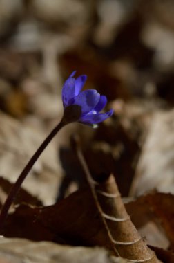 Anemon hepatikası küçük mavi mor ilkbahar çiçekleri doğada, doğal arka plan. Çiçek açar..