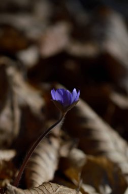 Anemon hepatikası küçük mavi mor ilkbahar çiçekleri doğada, doğal arka plan. Çiçek açar..