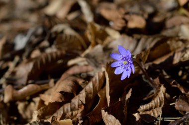 Anemon hepatikası küçük mavi mor ilkbahar çiçekleri doğada, doğal arka plan. Çiçek açar..