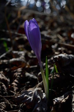 Mor krokus çiçekleri, yeşil bir çayırda Colchicum. Bahar ya da sonbahar çiçekleri doğada açar..