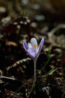 Mor krokus çiçekleri, yeşil bir çayırda Colchicum. Bahar ya da sonbahar çiçekleri doğada açar..