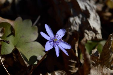 Ormandaki küçük mavi, mor kır çiçeği ilkbaharın başlarında, kapanış, bahar çiçekleri.