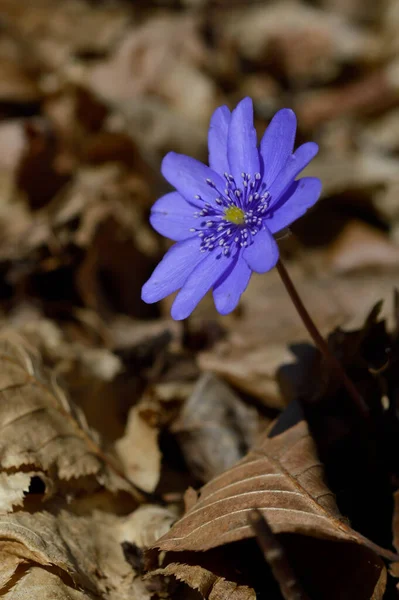 Anemone Hepatica Small Blue Purple Early Spring Wildflower Nature Natural — Stock Photo, Image