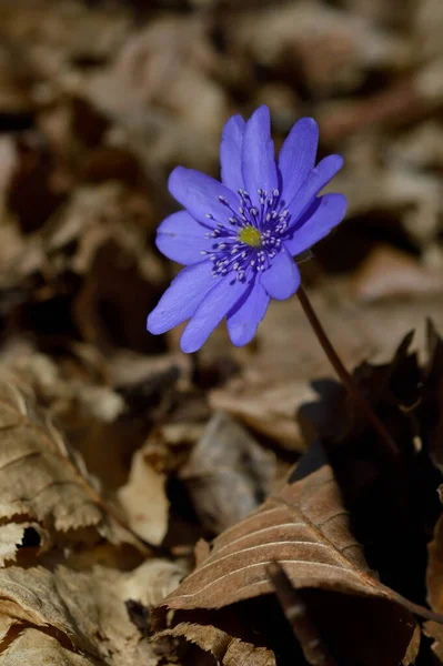 Anemon Hepatica Mały Niebieski Fioletowy Wczesna Wiosna Dziki Kwiat Przyrodzie — Zdjęcie stockowe
