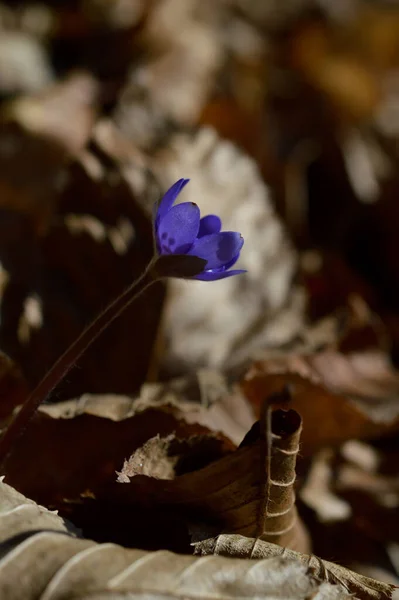 Анехепатика Сине Фиолетовая Ранняя Весенняя Дичь Природе Естественный Фон Цветок — стоковое фото
