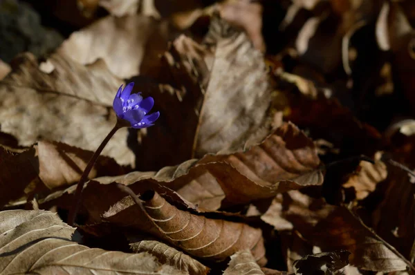Анемона Гепатіка Маленька Блакитно Фіолетова Ранньовесняна Дика Квітка Природі Природний — стокове фото